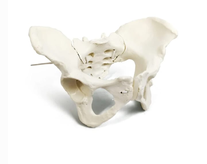 Customer photo review of Pelvis Femenina Flexible