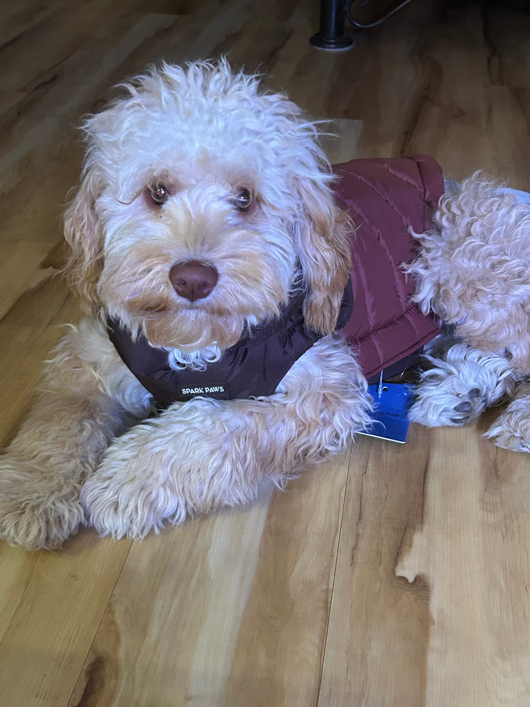 Customer photo review of PuffShield Winter Jacket - Brown
