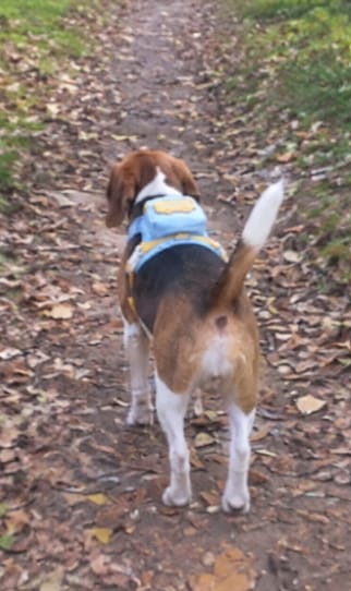 Customer photo review of Mochila adorable para perro