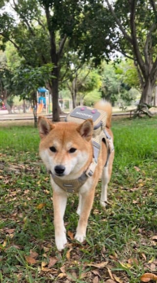 Customer photo review of Mochila adorable para perro