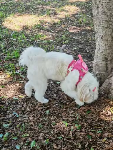 Customer photo review of Mochila adorable para perro