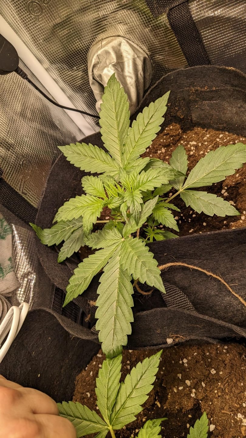 Customer photo review of Floragard Professional Growmix 70L, Cannabis Erde Topfsubstrat mit Perlite und Trichoderma
