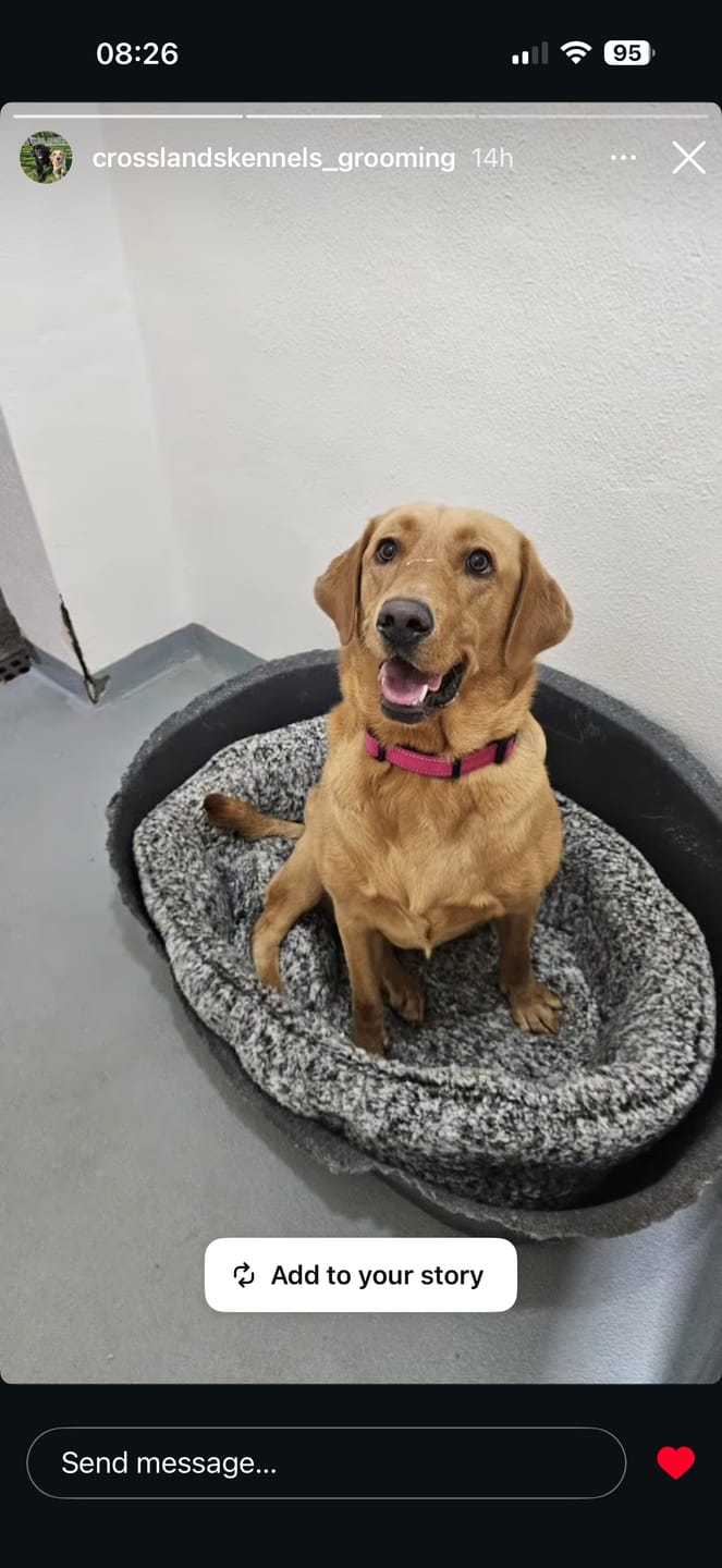 Customer photo review of ParoPet No-Pull Dog Harness