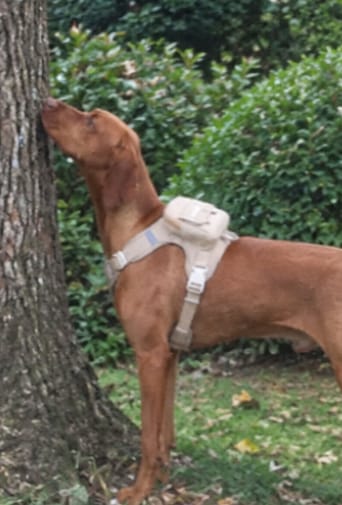 Customer photo review of Mochila adorable para perro