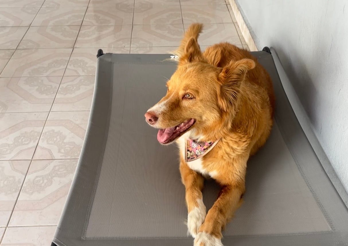 Customer photo review of Cama Elevada para Perros