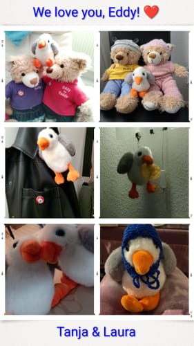 Customer photo review of Shamus the Seagull