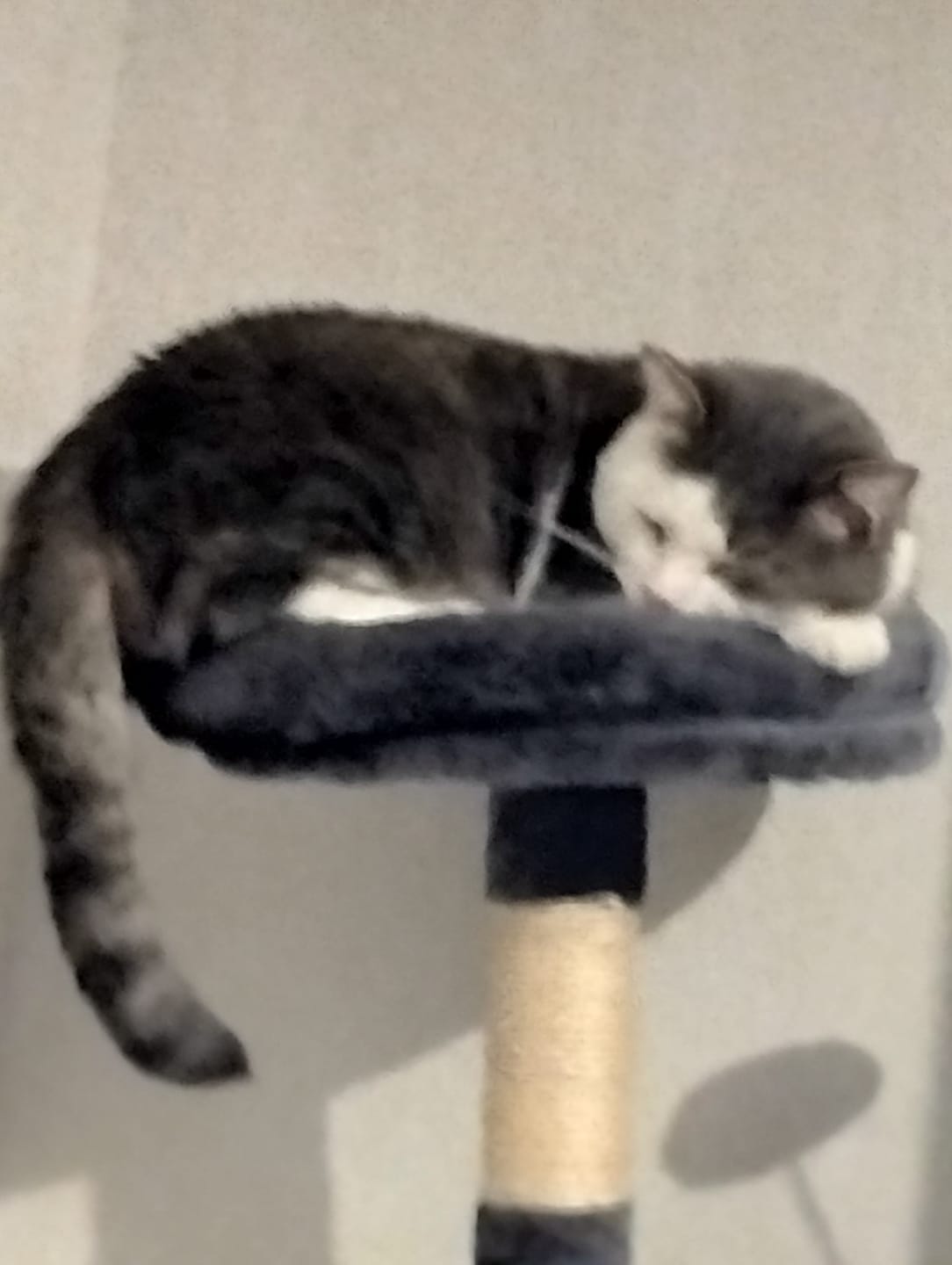 Customer photo review of Croquettes Poulet Frais pour Chat - Mig