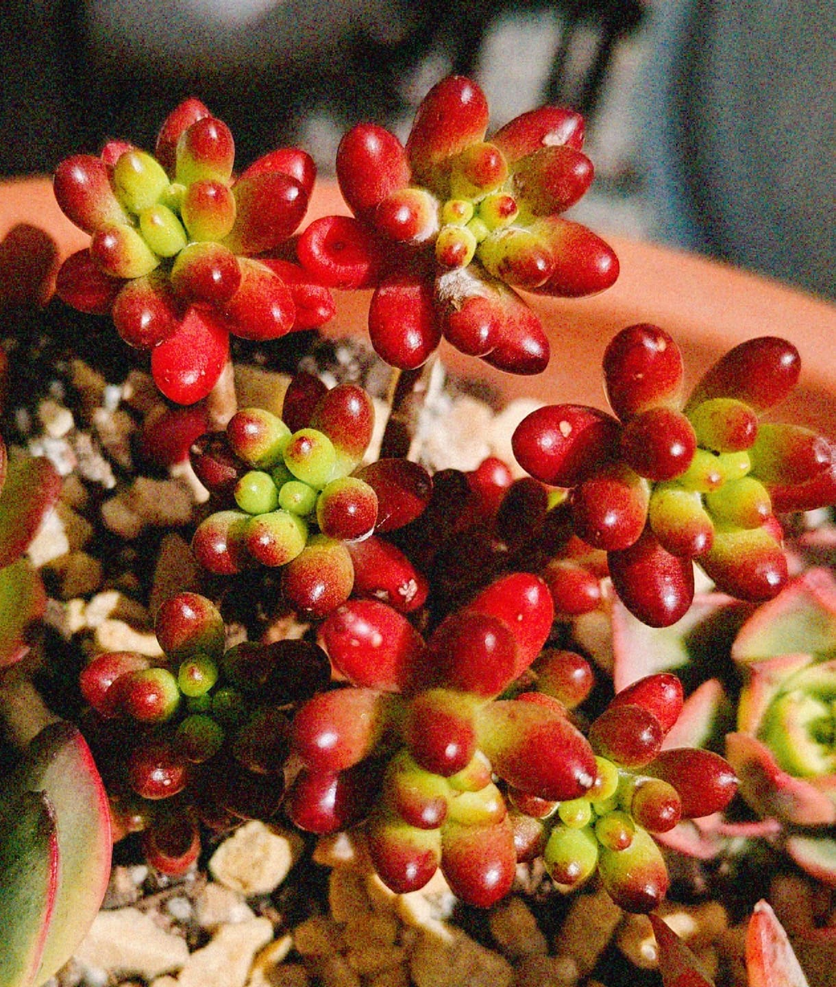 Customer photo review of Sedum rubrotinctum 'Red Jelly Beans'