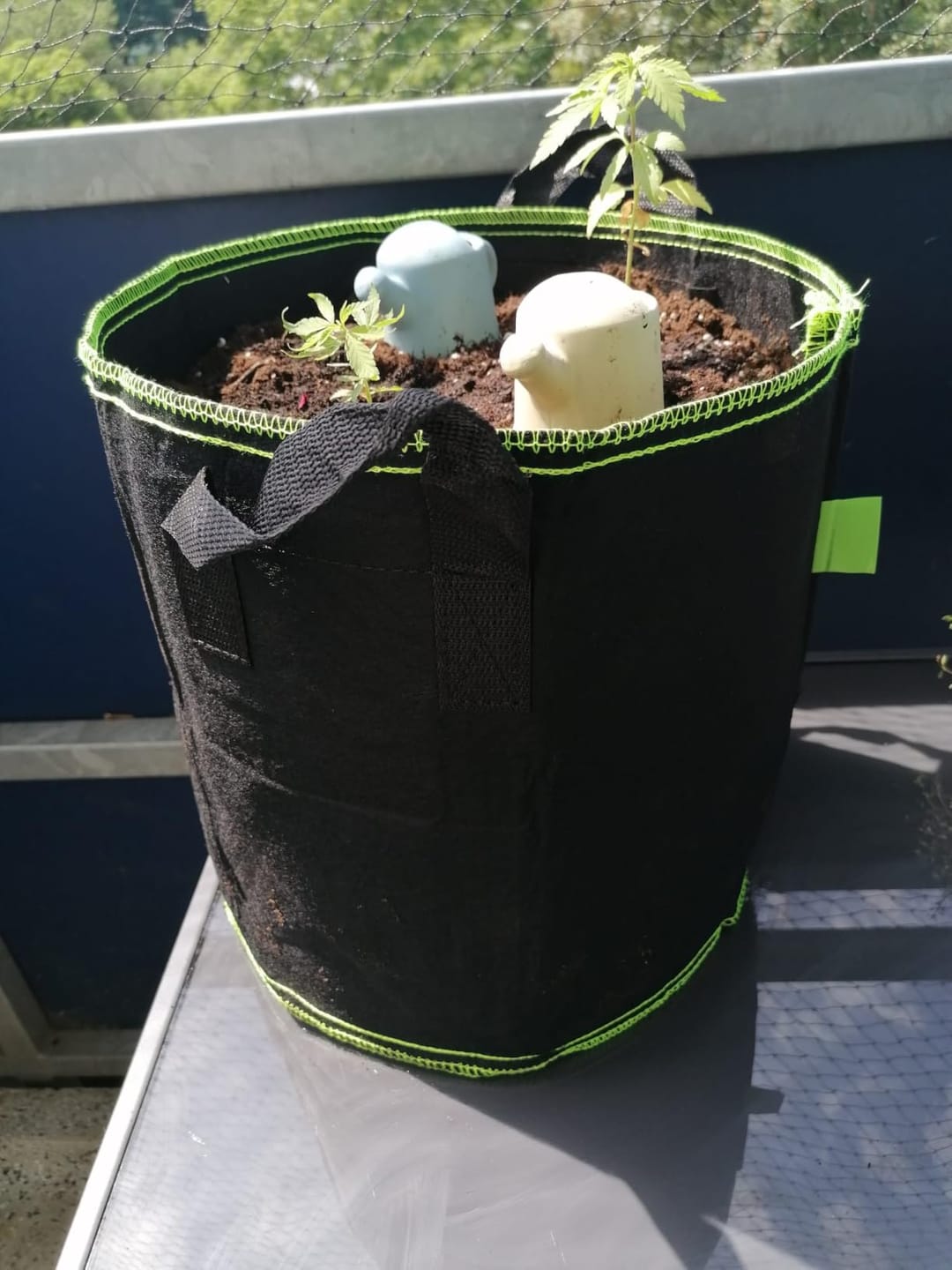 Customer photo review of Floragard Professional Growmix 70L, Cannabis Erde Topfsubstrat mit Perlite und Trichoderma
