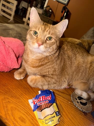 Customer photo review of Cat Respiratory Relief & Allergy Bundle (Colds, Sneezing, Congestion)