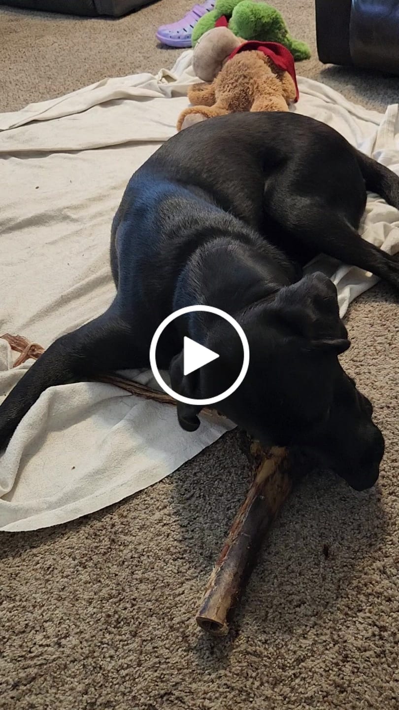 Customer video review of Large Ostrich Cane (11.5" x 5"): The Ultimate Long-Lasting Chew for Medium, Large & XL Dogs