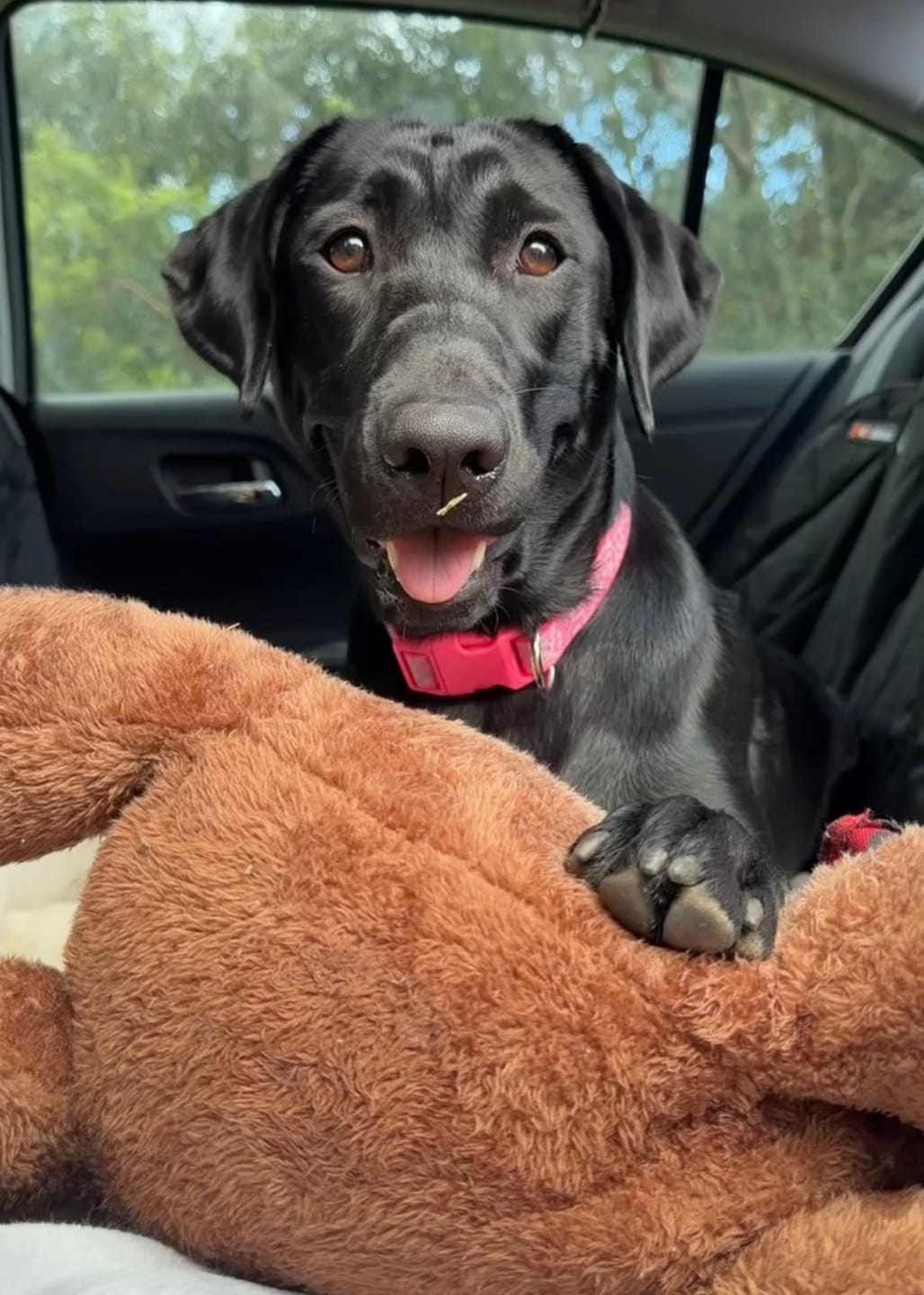 Customer photo review of 4Knines Hard Bottom Extender Car Seat Cover for Dogs - Regular