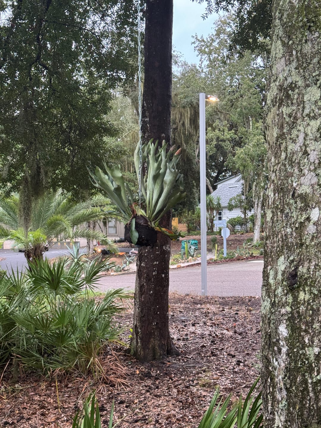 Customer photo review of Staghorn Fern, Platycerium Giant Superbum
