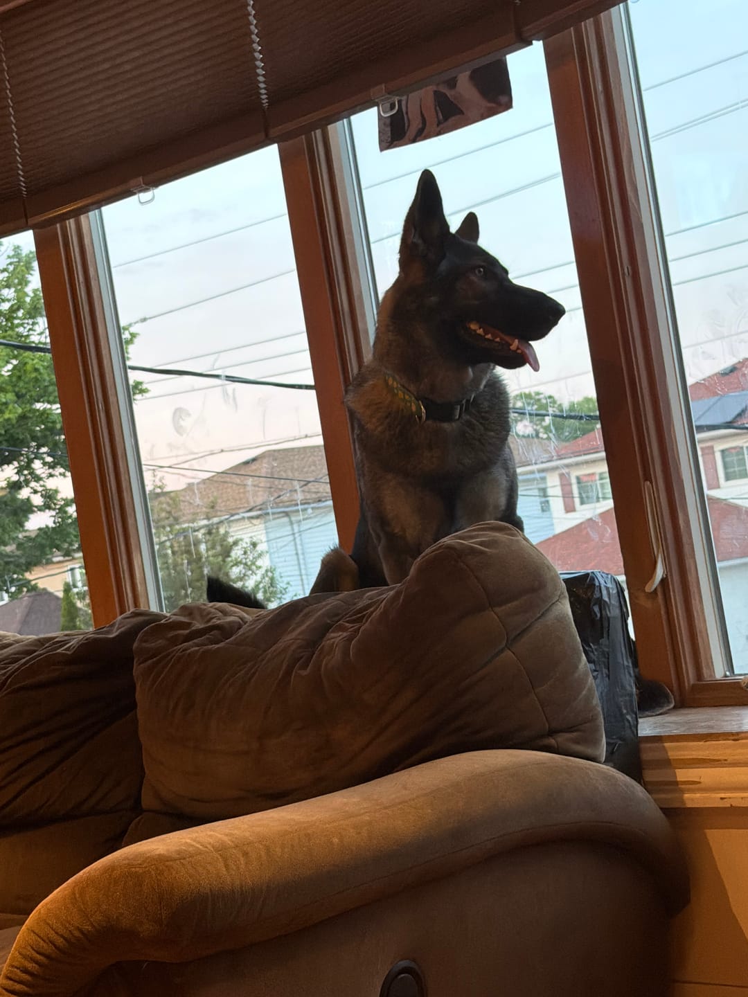 Customer photo review of 6 Inch Thick Braided Bully Stick