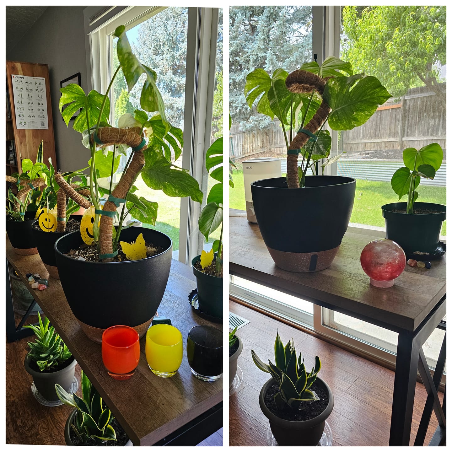 Customer photo review of Fungus Gnat Death Drops