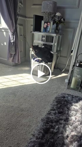 Customer photo review of Cat Respiratory Relief & Allergy Bundle (Colds, Sneezing, Congestion)