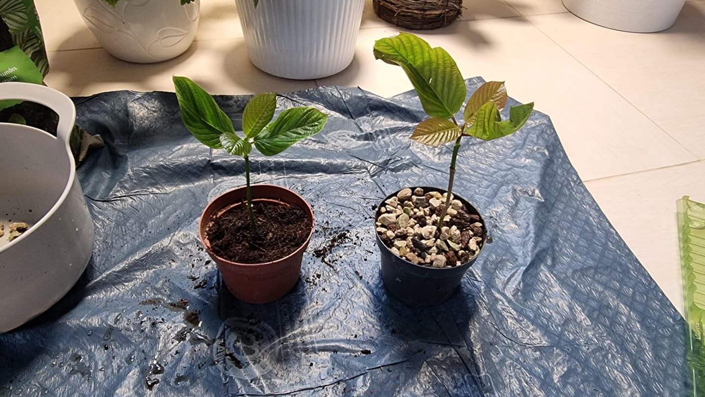 Customer photo review of Floragard Green Jungle Mix, Mineralisches Pflanzengranulat, Mineralische Blumenerde, ohne Torf