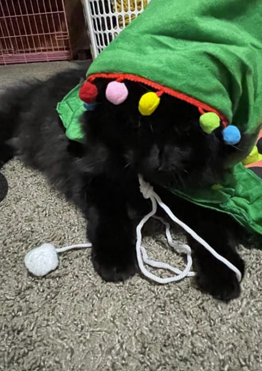 Customer photo review of 🎄 Velora™ Christmas Tree Pet Cape