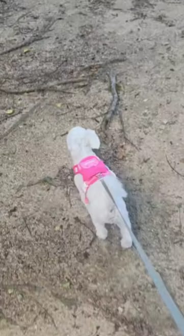 Customer photo review of Mochila adorable para perro