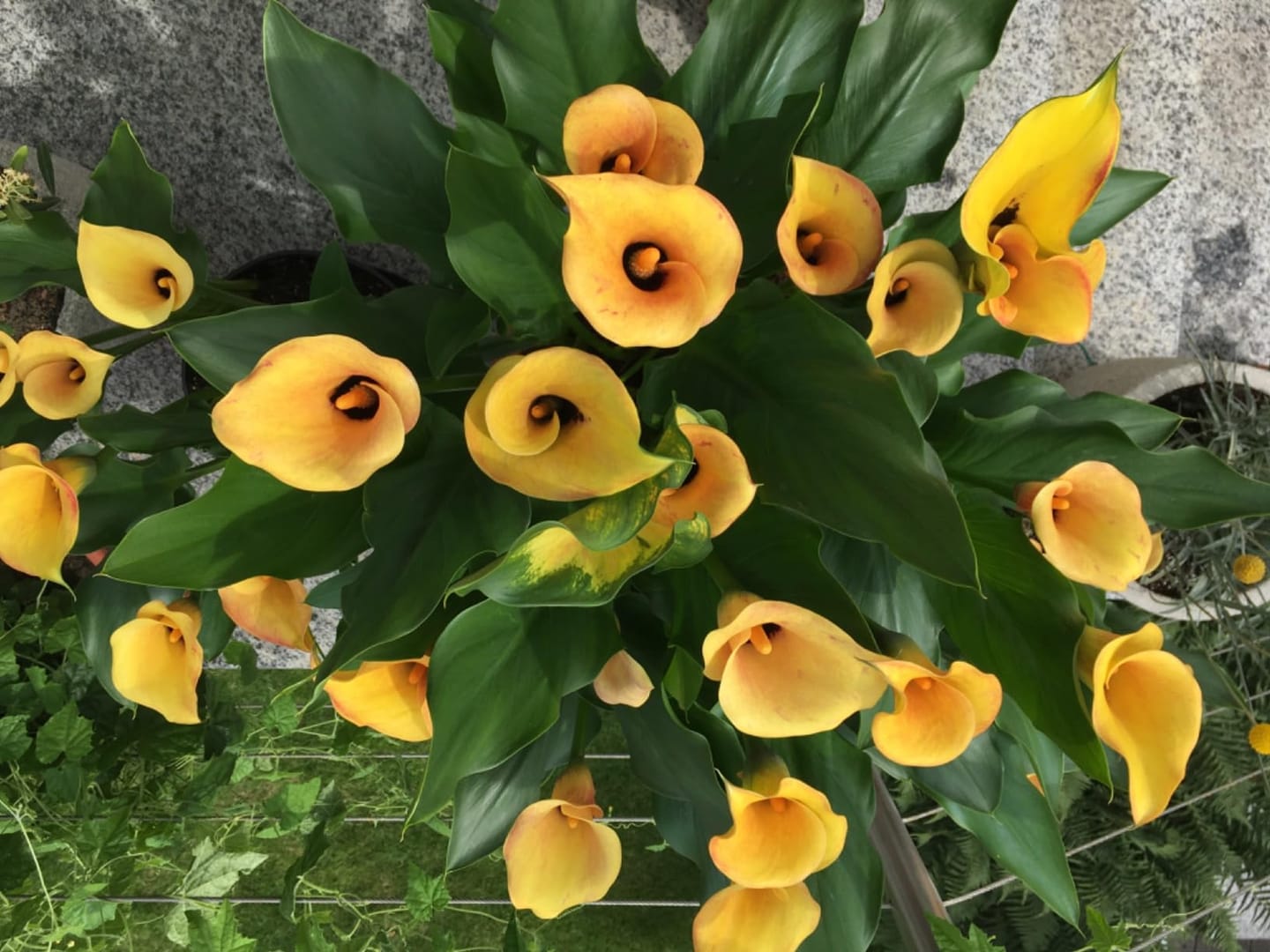 Customer photo review of HaGaFe Torfreduzierte Premium Blumenerde, Universalerde zum Topfen und Pflanzen mit Perlite und Ton