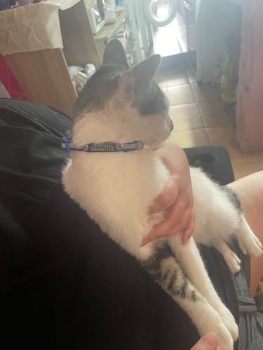 Customer photo review of Pack x3 Collares Remachados para Gato