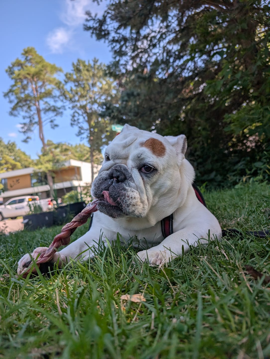 Customer photo review of 12 Inch Thick Braided Bully Stick