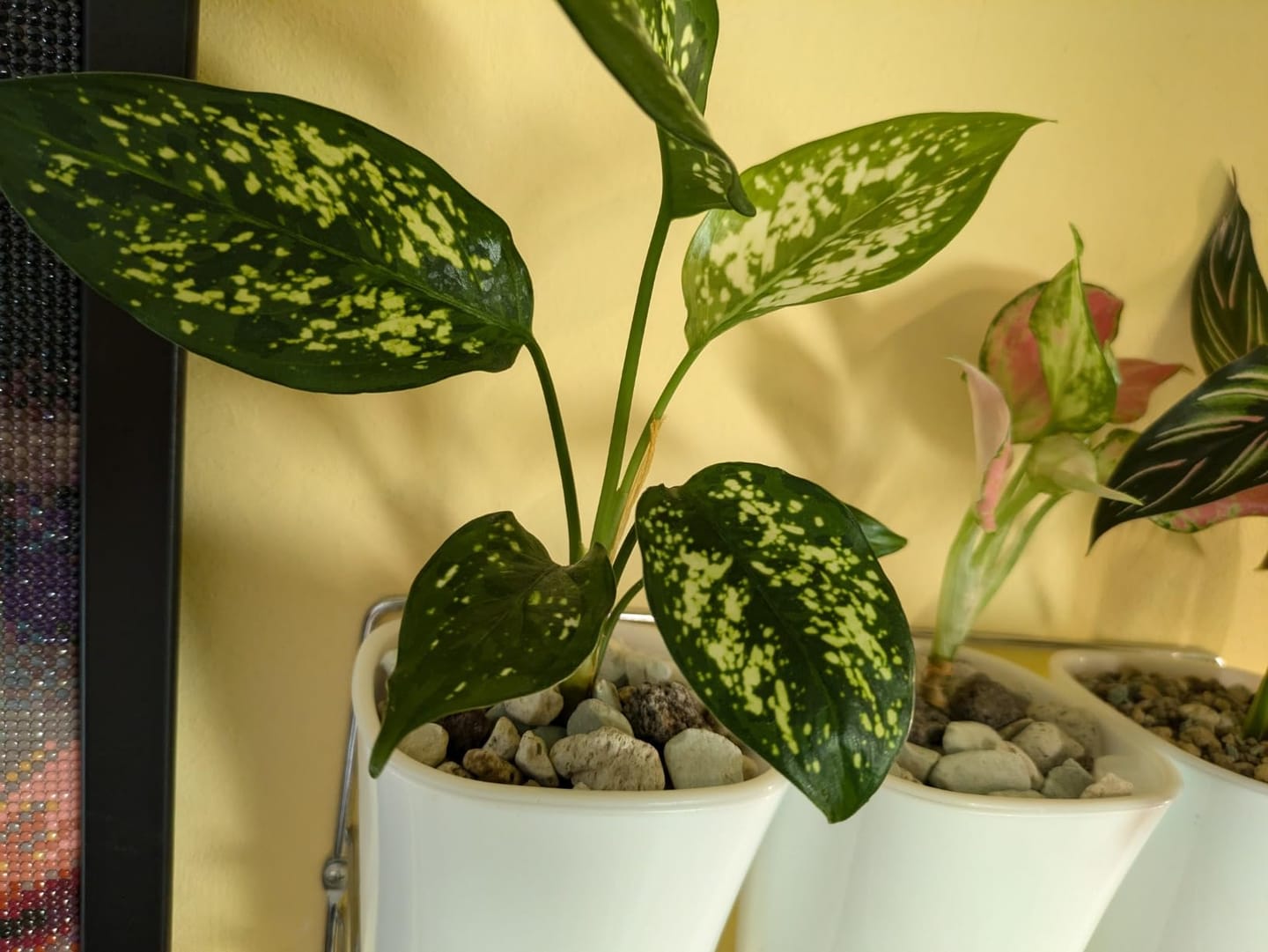 Customer photo review of Floragard Green Jungle Mix, Mineralisches Pflanzengranulat, Mineralische Blumenerde, ohne Torf