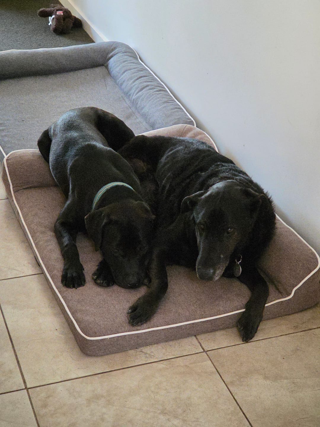 Customer photo review of Orthopedic Pet Bed Memory Foam With Cooling Gel