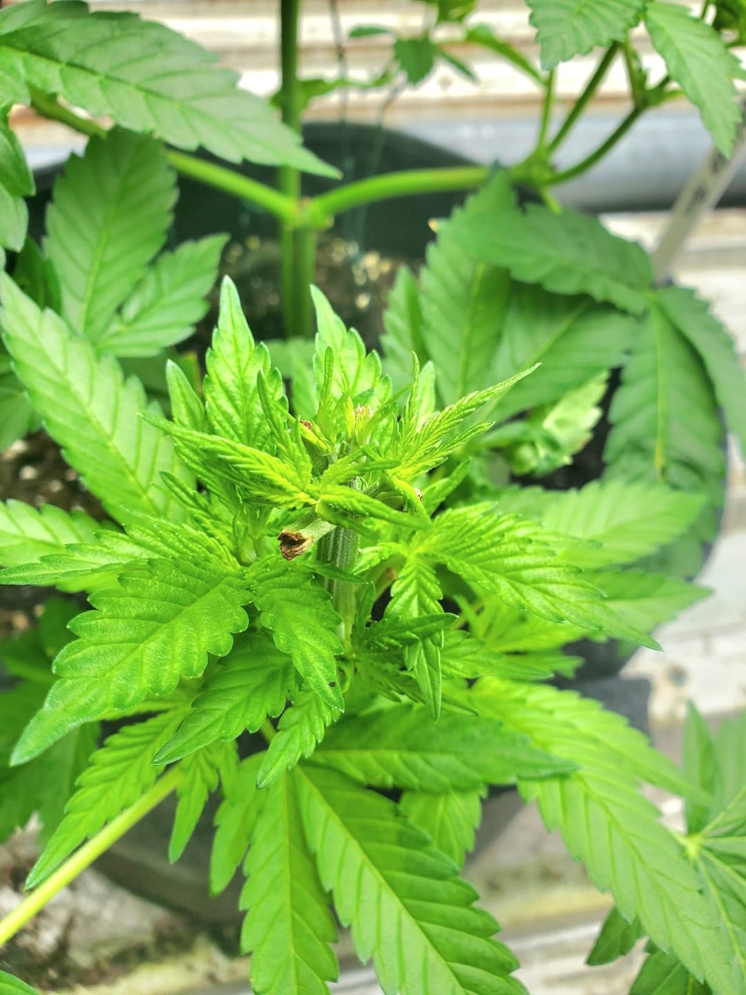 Customer photo review of Floragard Professional Growmix 70L, Cannabis Erde Topfsubstrat mit Perlite und Trichoderma