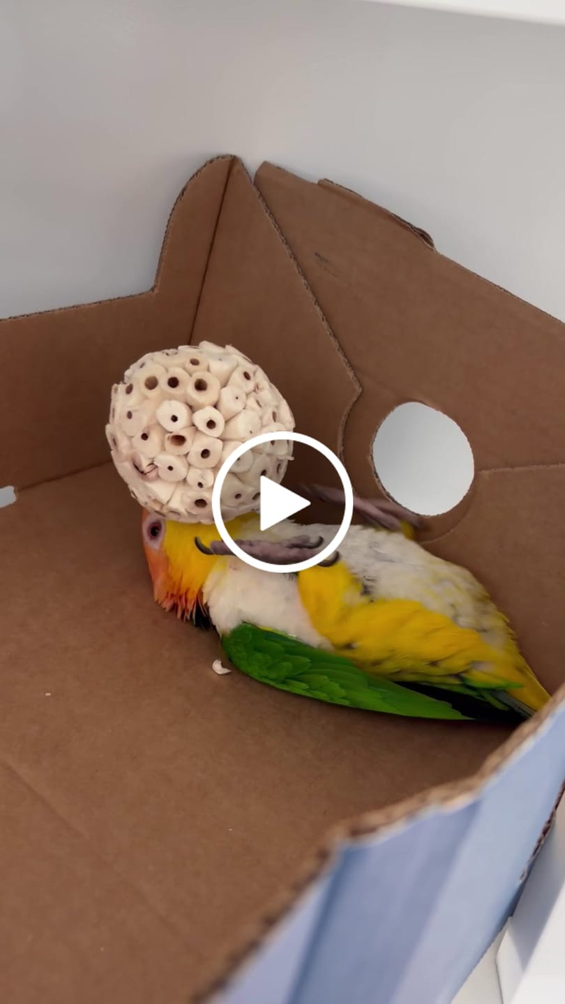 Customer video review of Belle of the Ball by Cheep Thrills Bird Toys