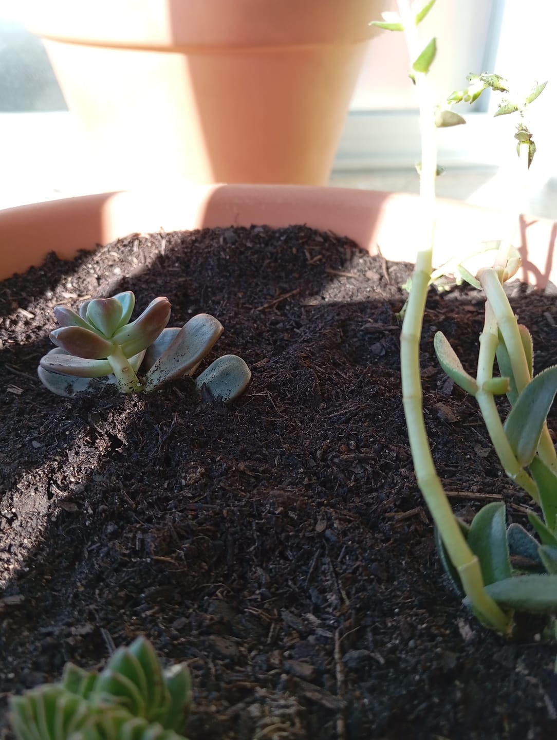 Customer photo review of Crassula capitella subsp. thyrsiflora