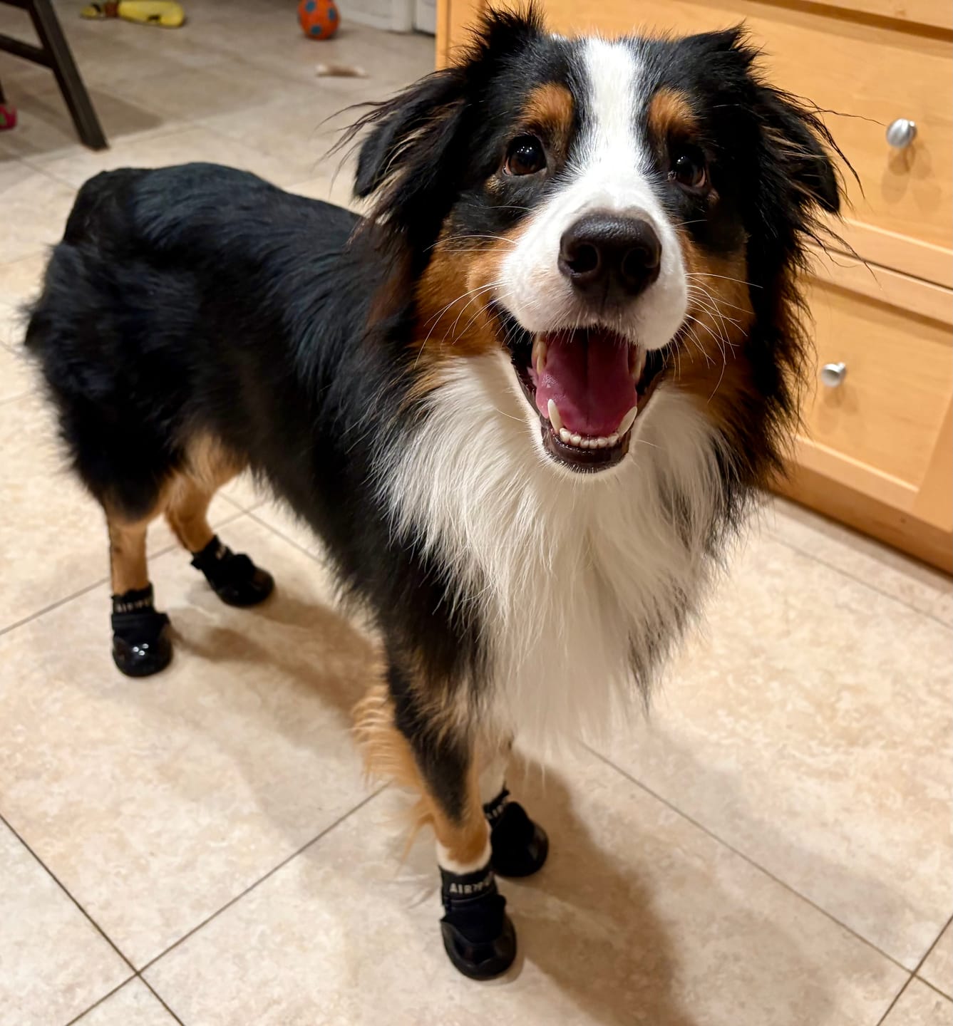 Customer photo review of AIR PUP DOG SHOES - SET OF 4