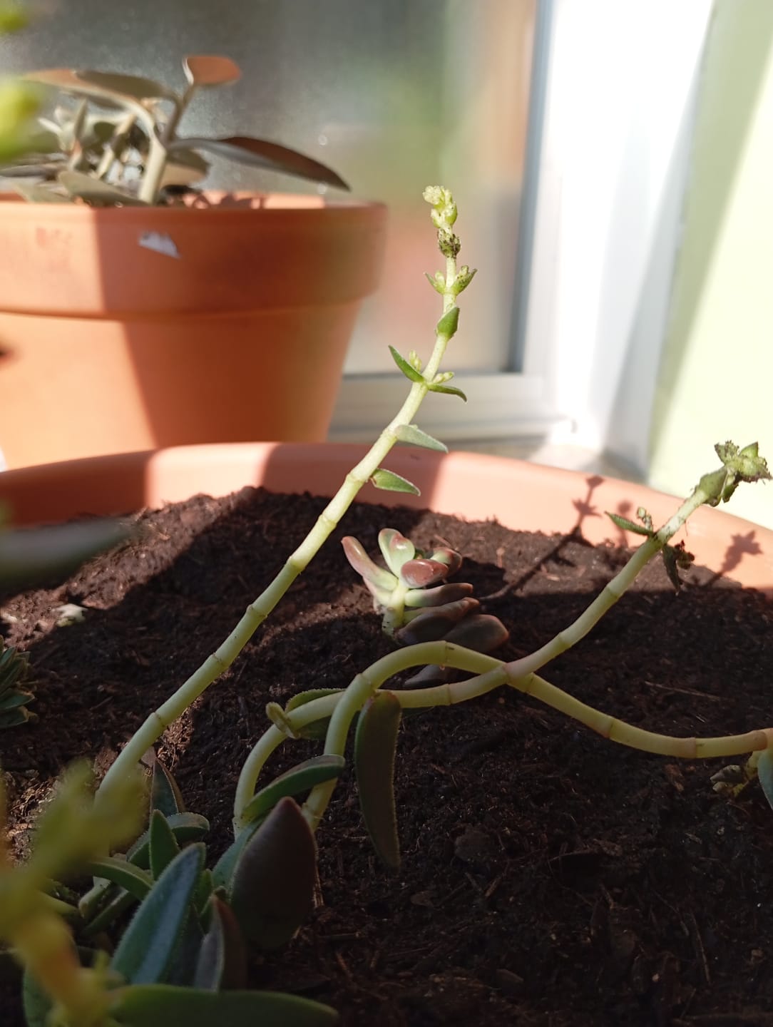 Customer photo review of Crassula capitella subsp. thyrsiflora (Red Pagoda) 85