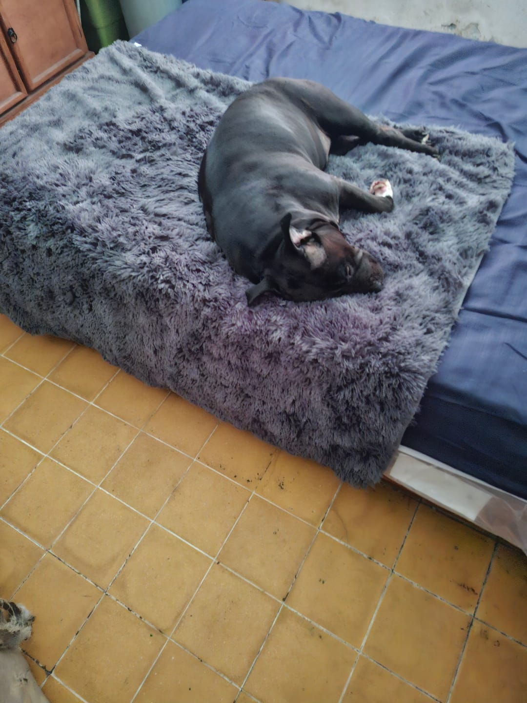 Customer photo review of Cobija Impermeable para Perros