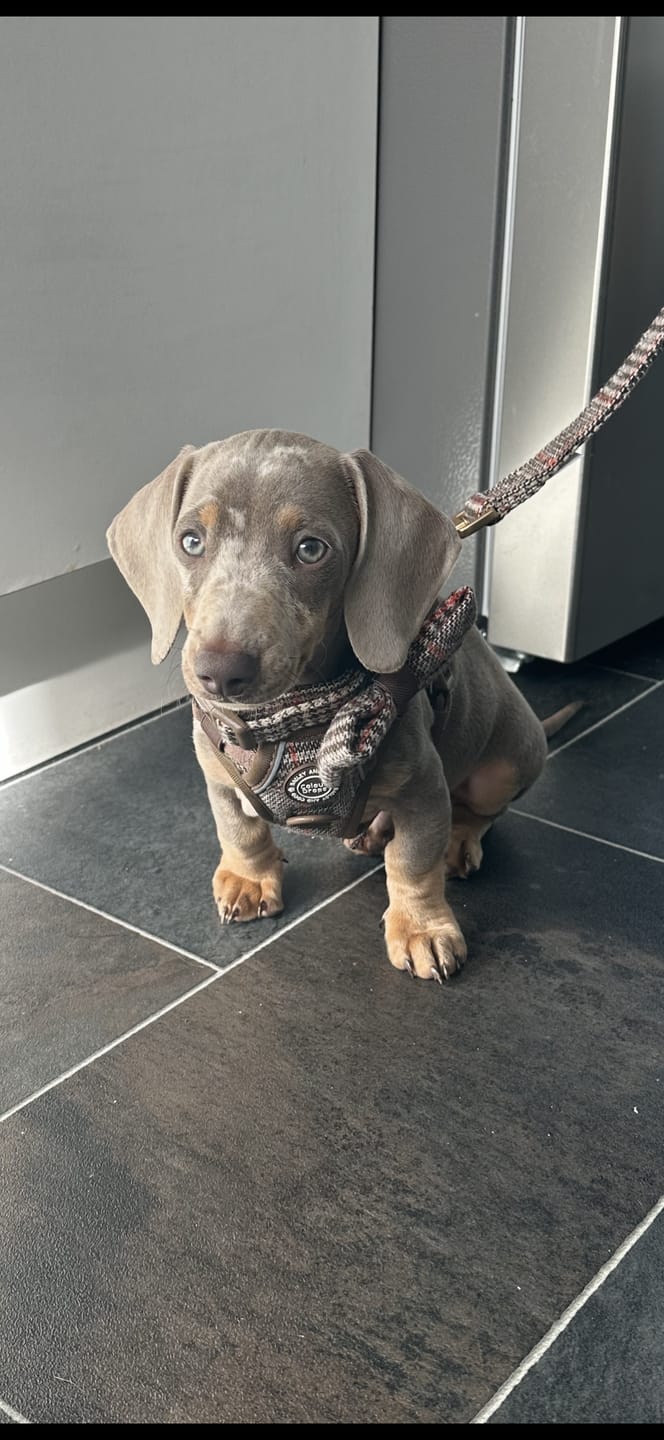 Customer photo review of Trail & Glow - Dog Harness Bundle Set - Colour Drops - Heritage Plaid