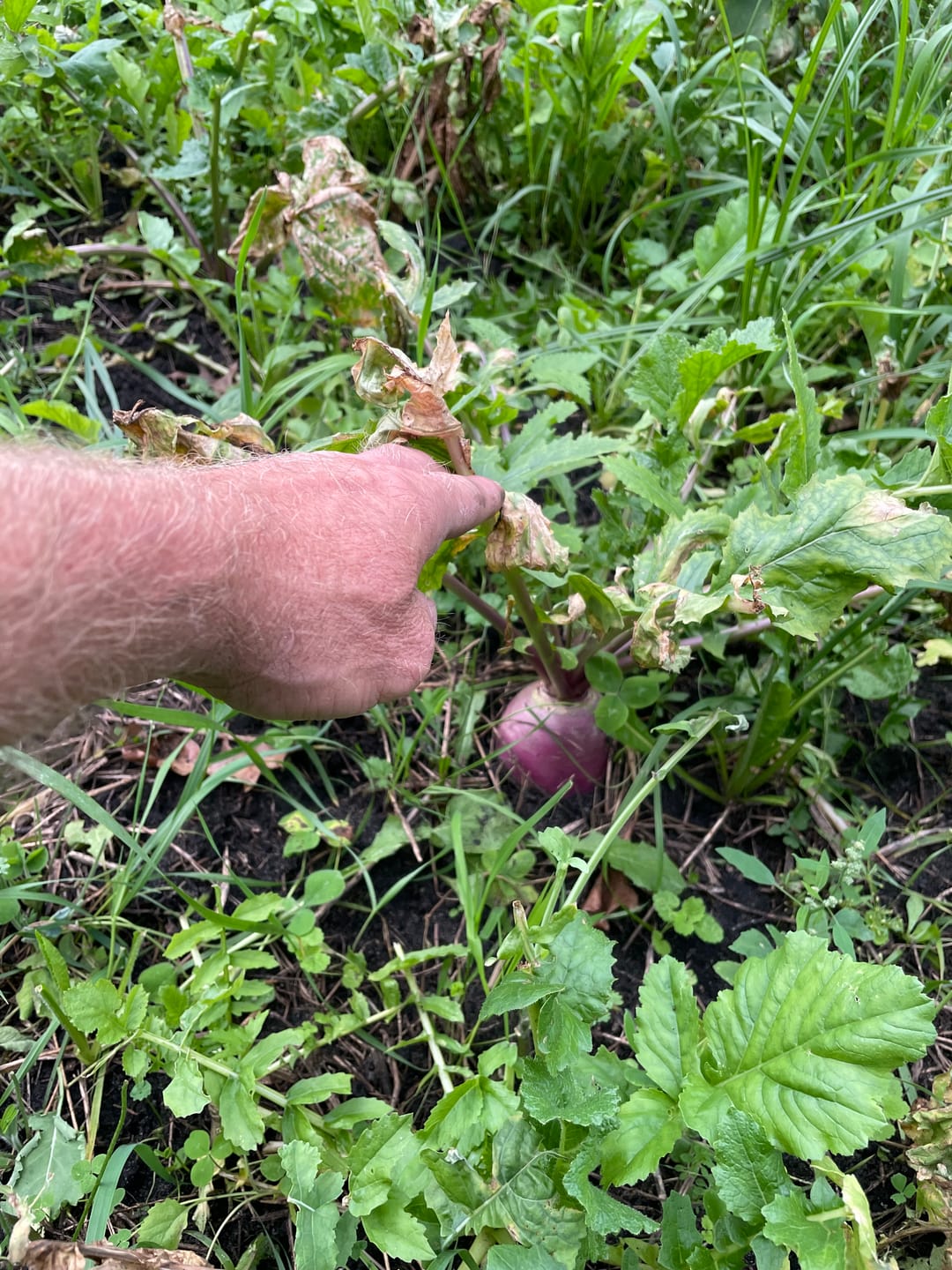 Customer photo review of No Till No Problem