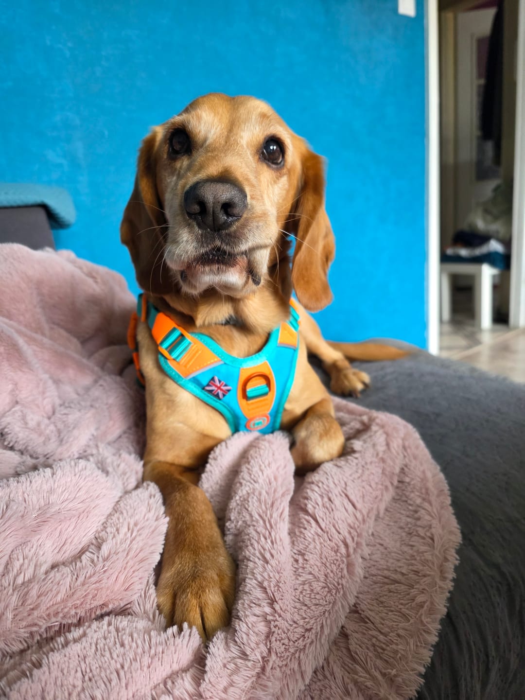 Customer photo review of Anti Pull Hurricane Harness Lighter | With Handle - Turquoise X Orange
