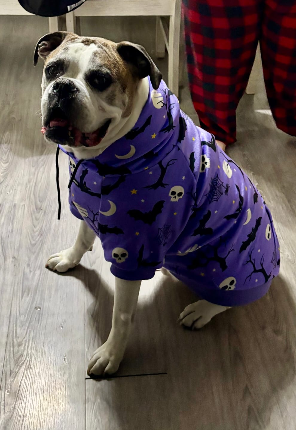 Customer photo review of Halloween Dog Hoodie - Purple