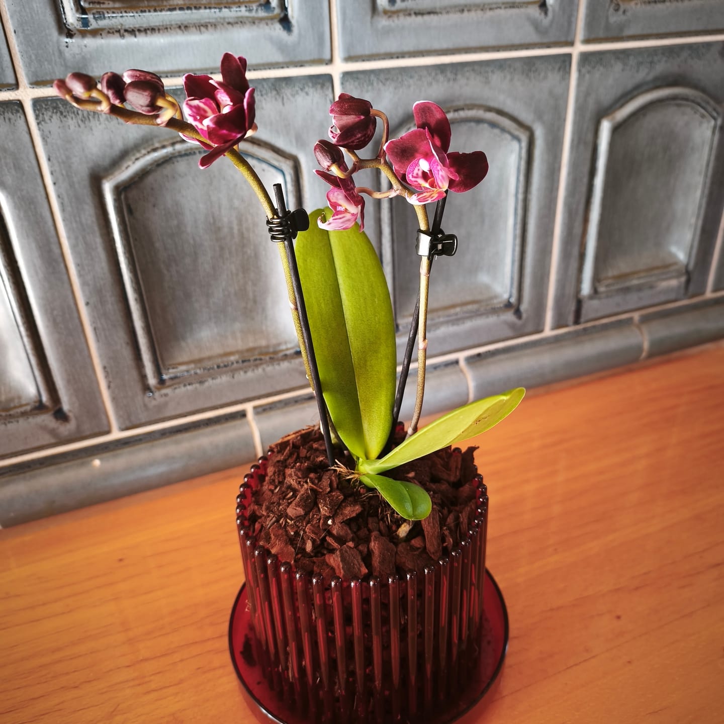 Customer photo review of Table Dance Aliyah Black mit dunkelroten Blüten und 2+ Rispen