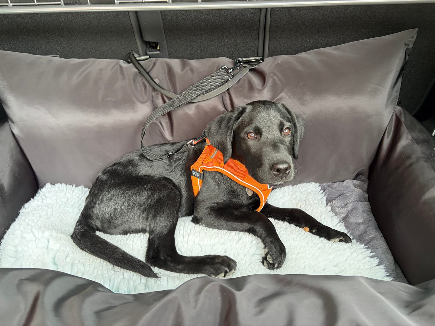 Customer photo review of Travel Dog Pod XL