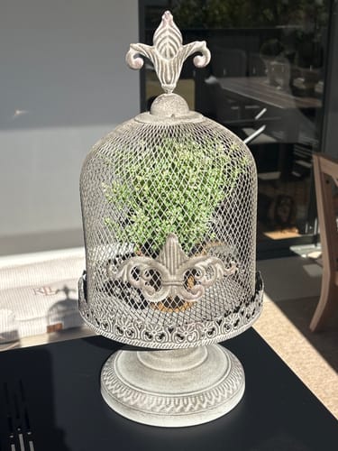 Customer's Fleurine French Provincial Candle Cloche showing a grey-brown mesh dome containing greenery on a table.