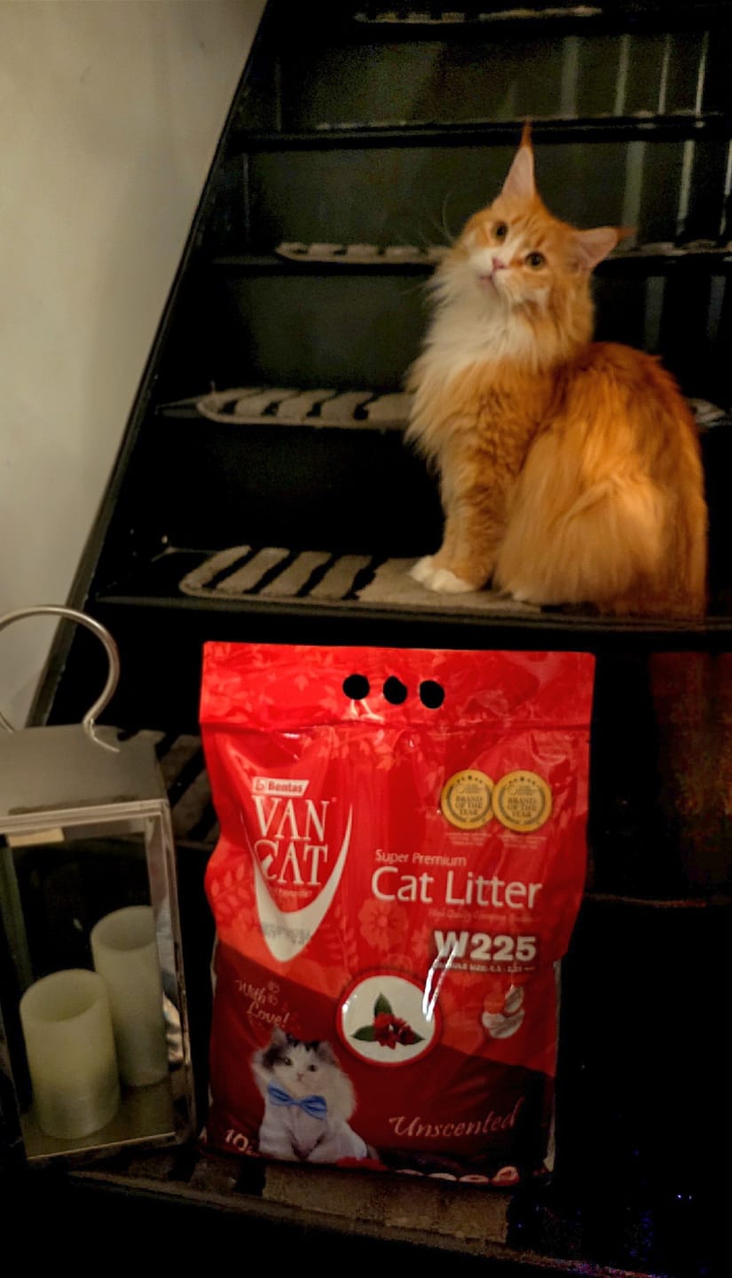 Customer photo review of All-Rounder Unscented Cat Litter (W225) - 10KG