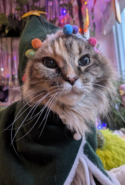 Customer photo review of 🎄 Velora™ Christmas Tree Pet Cape