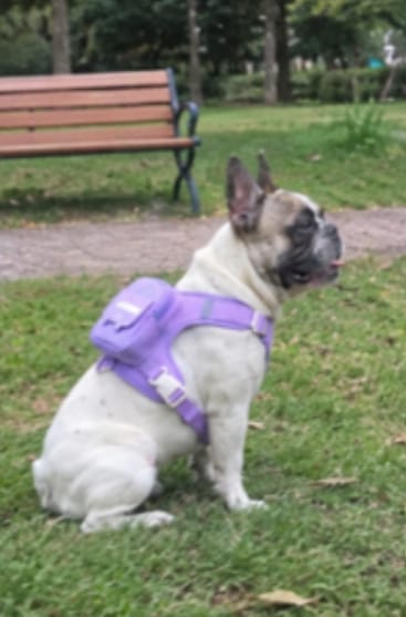 Customer photo review of Mochila adorable para perro