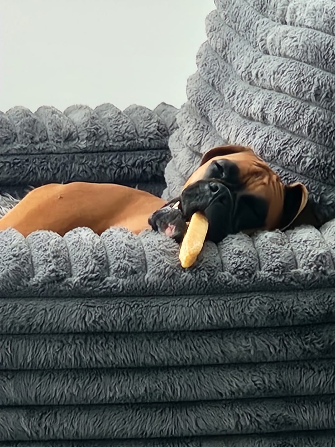 Customer photo review of Blueberry Himalayan Yak Chew (MEDIUM)