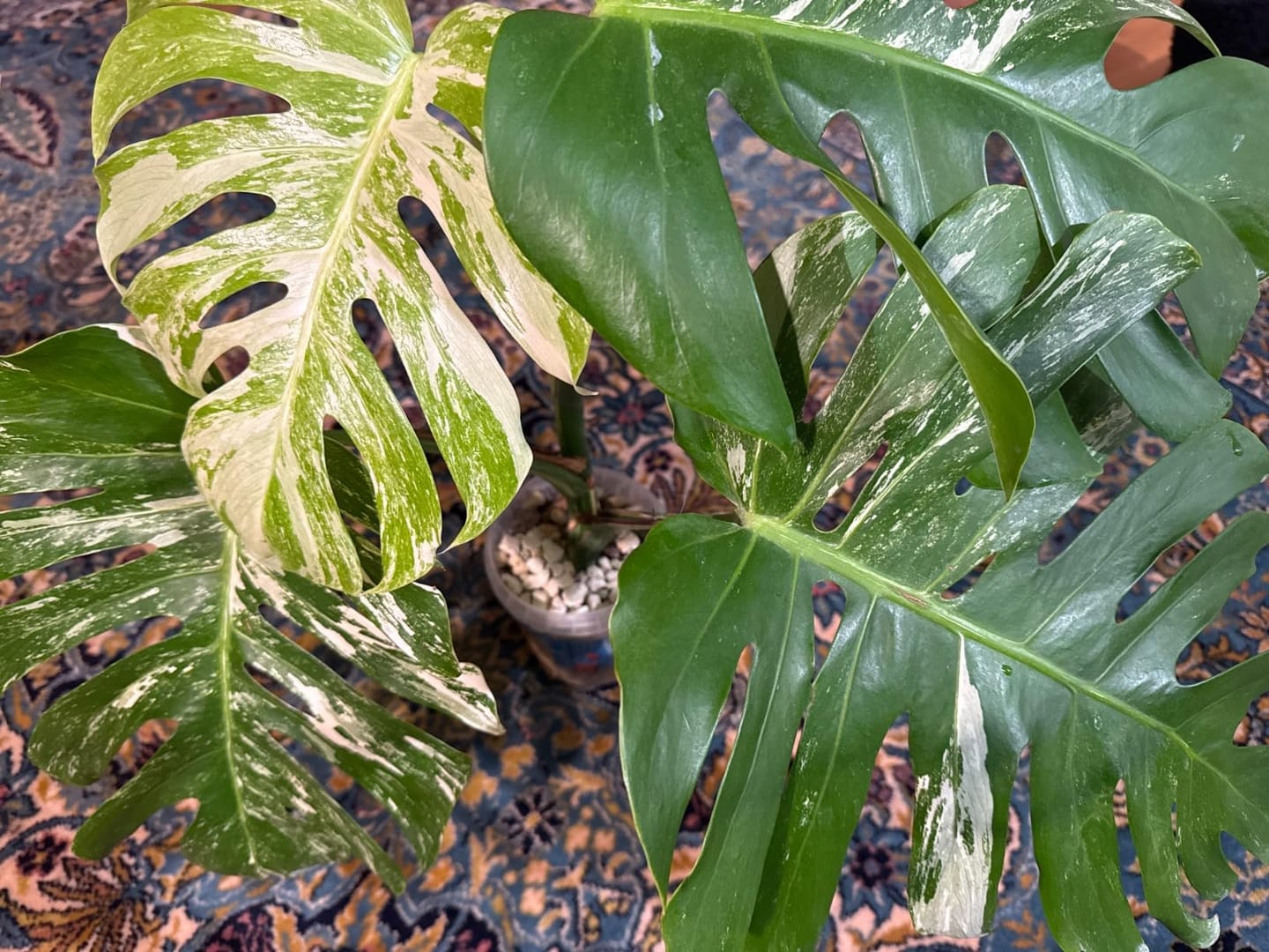 Customer photo review of Floragard Green Jungle Mix, Mineralisches Pflanzengranulat, Mineralische Blumenerde, ohne Torf