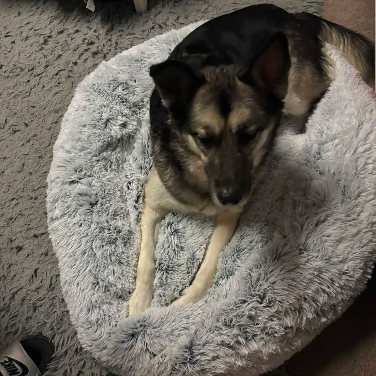 Customer photo review of Calming Orthopedic Dog Bed