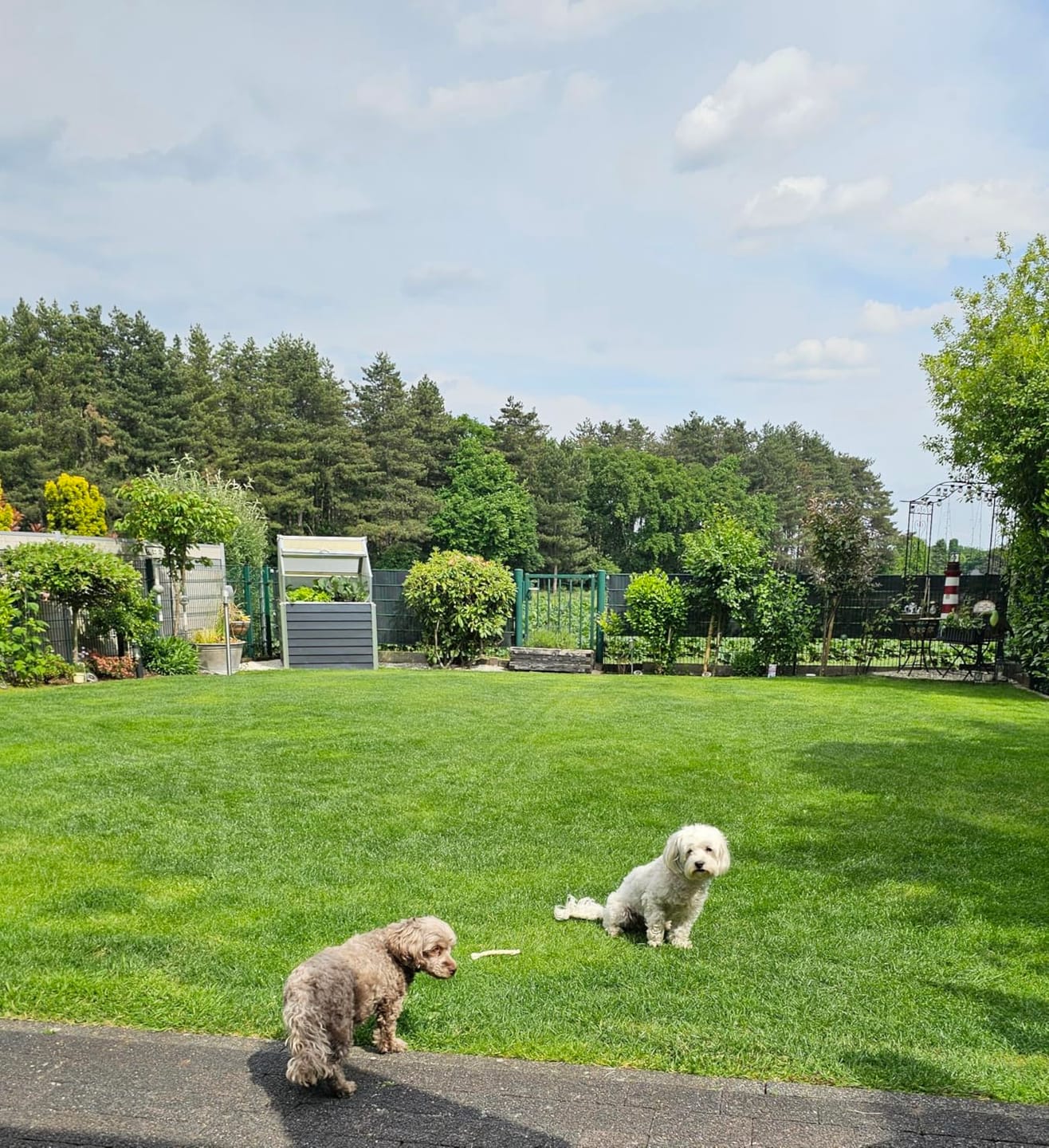 Customer photo review of HaGaFe Bio Rasenkalk, Gartenkalk, Garten-Kalk, Düngekalk, hebt den pH-Wert, gegen Moos im Rasen