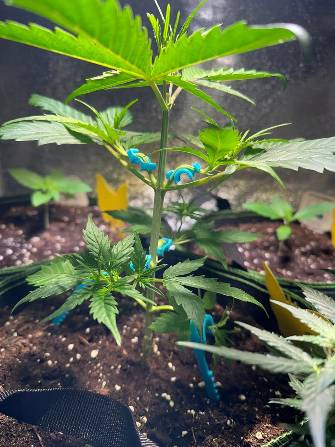 Customer photo review of Floragard Professional Growmix 70L, Cannabis Erde Topfsubstrat mit Perlite und Trichoderma