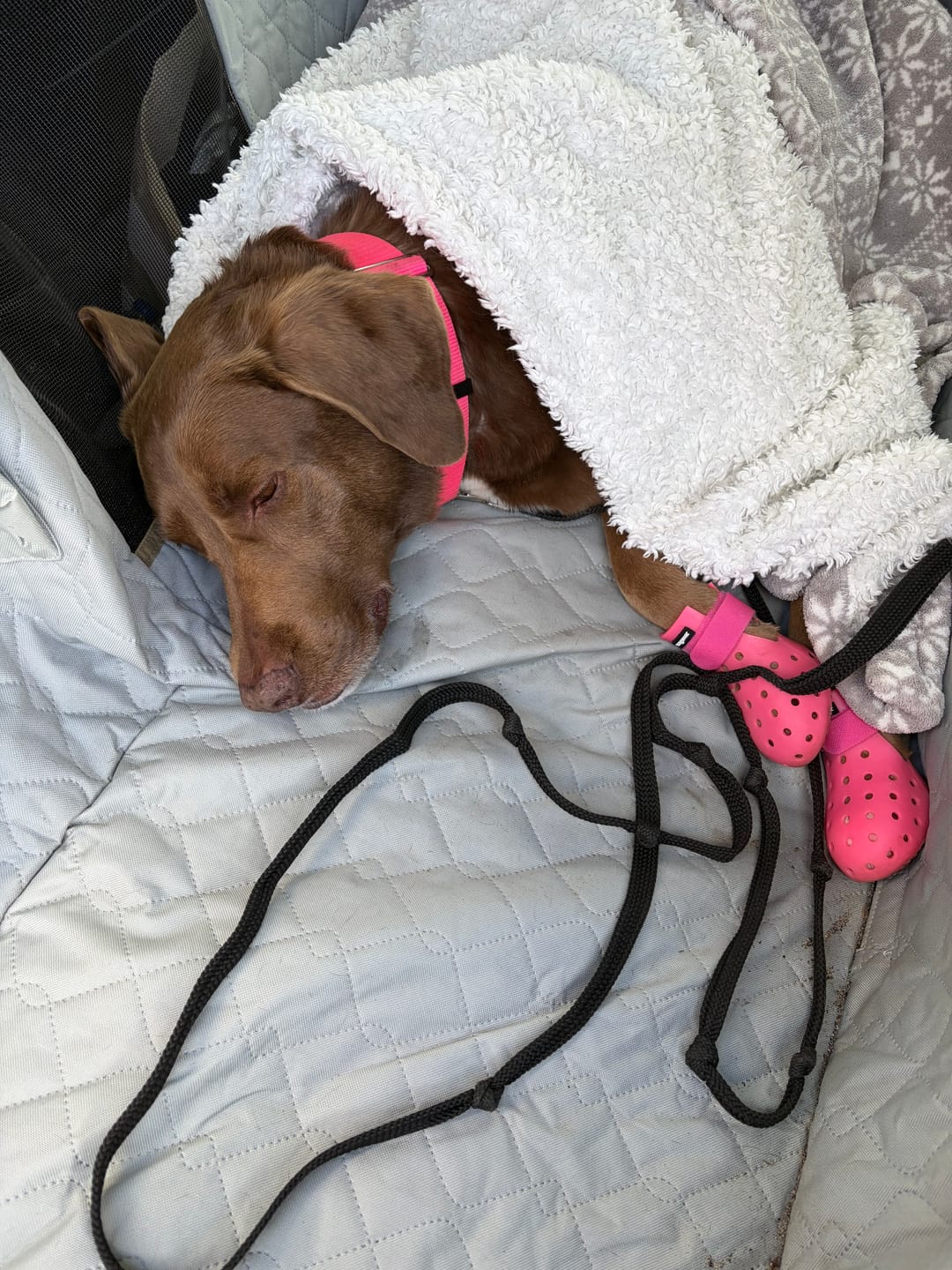 Customer photo review of WagWellies® by wagwear